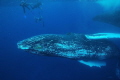   Snorkellors humpback whales  